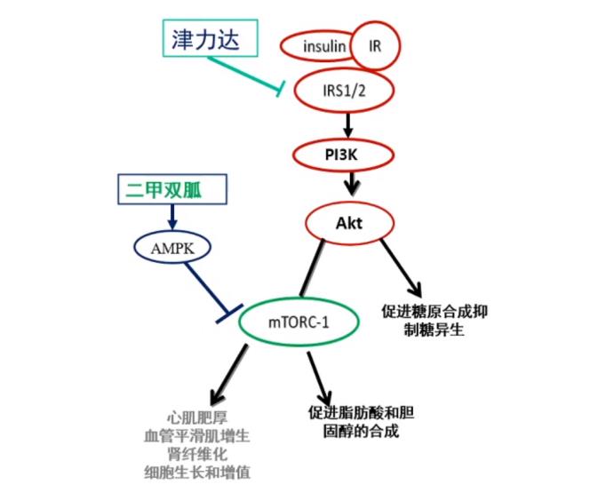 專家權(quán)威解讀：二甲雙胍二聯(lián)口服降糖藥物的合理選擇