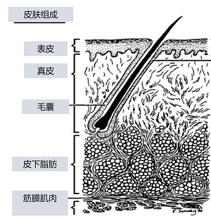 毛囊炎擦藥好了又復(fù)發(fā)是怎么回事