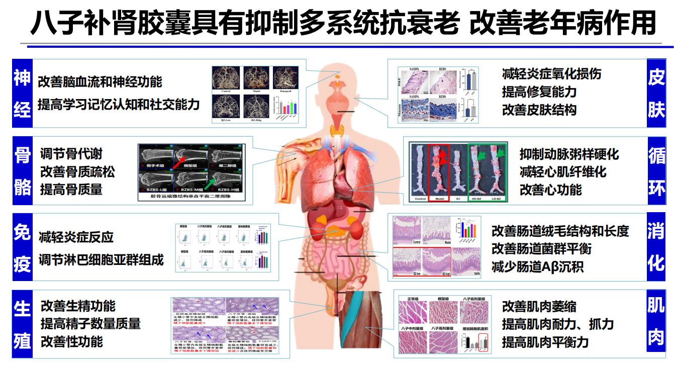 首屆世界中聯(lián)國際抗衰老高峰論壇發(fā)布抗衰老最新研究成果，中醫(yī)氣絡(luò)學(xué)說精氣神理論揭示衰老關(guān)鍵病機(jī)