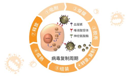 可威磷酸奧司他韋顆粒和膠囊的區(qū)別你知道嗎？