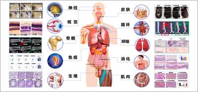 吳以嶺院士首次構建氣絡學說精氣神理論并指導抗衰老 研究取得重大突破